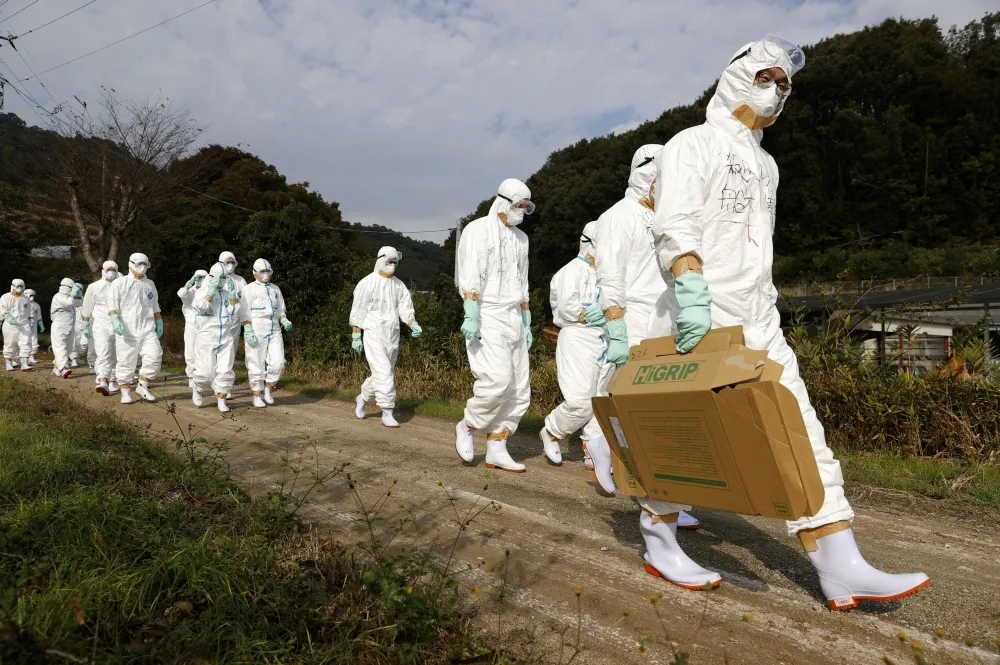 歐亞多國傳爆發禽流感　數百萬隻家禽遭撲滅