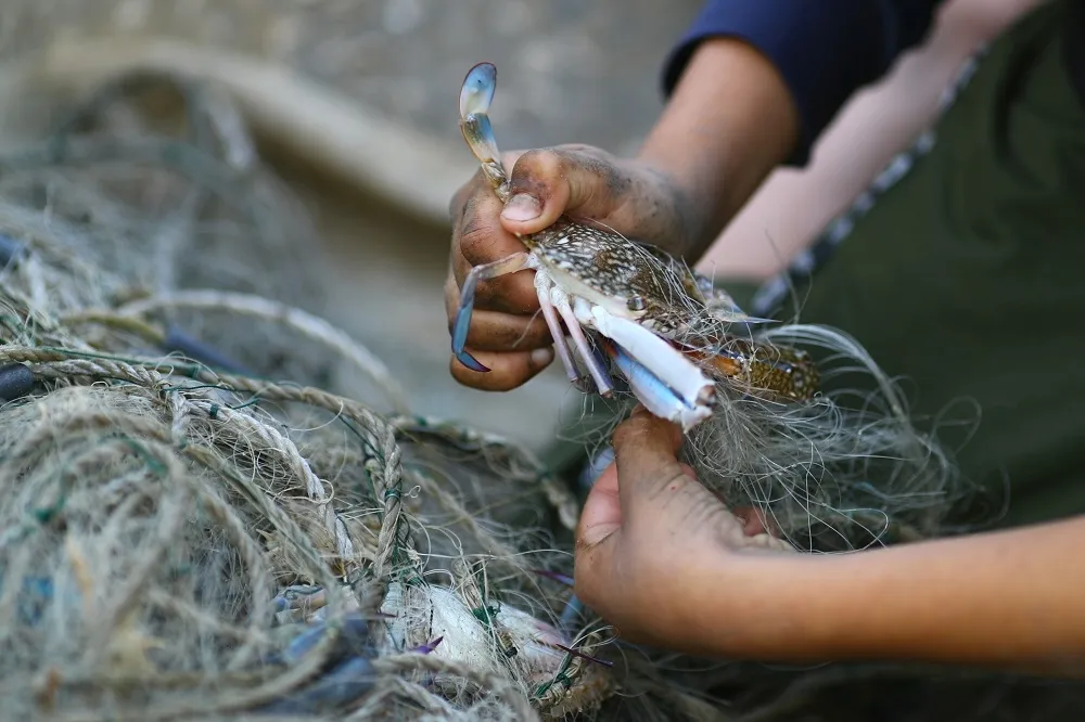 英國政府：螃蟹、章魚具痛覺活煮太殘忍　將納《動物福利意識法》保護