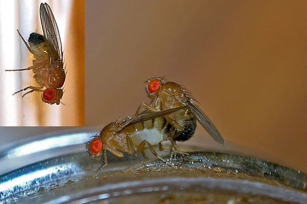 昆蟲會因為性感到愉悅嗎？科學家發現果蠅失戀還會「借酒澆愁」