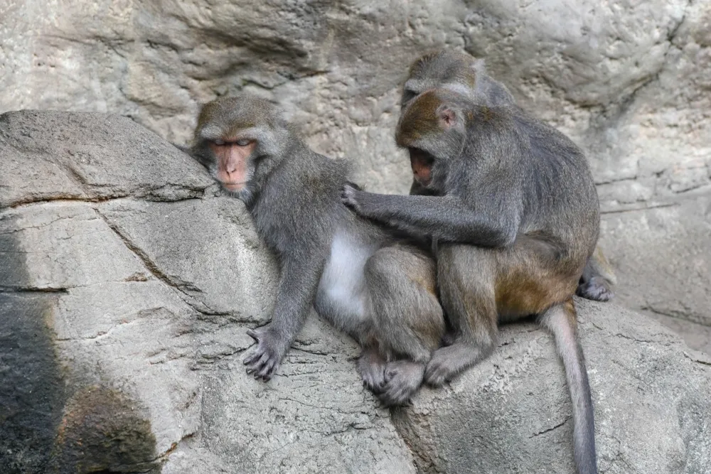 同性戀在母獼猴之間超普遍！「她」們不但會交配、有的還有多重性伴侶