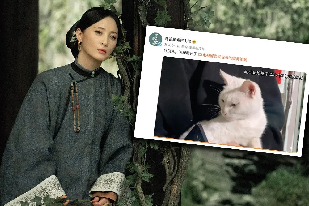 【虐貓羅生門】《當家主母》臨演稱貓打多次麻藥拍假死戲　網友掀孫儷13年前救老驢：高下立判