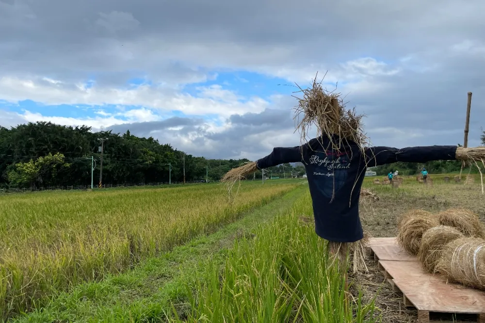 【有片】「關渡那麼田！」台北盆地最迷人的金色稻浪、繽紛花海