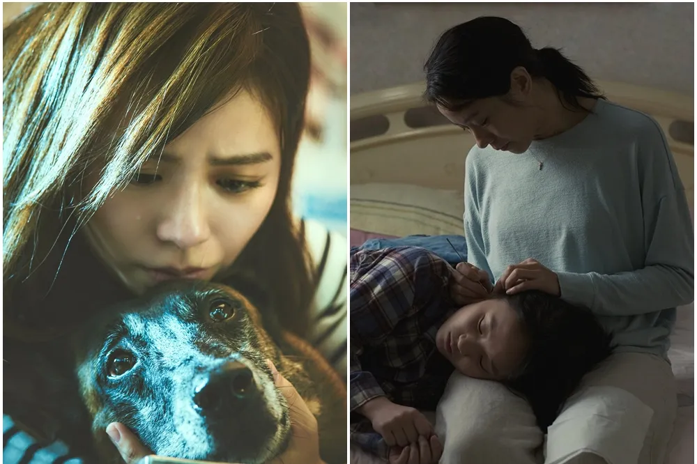 【國片掀淚海】《月老》票房破億狗明星阿魯最催淚　《美國女孩》讓觀眾哭濕口罩導演道歉