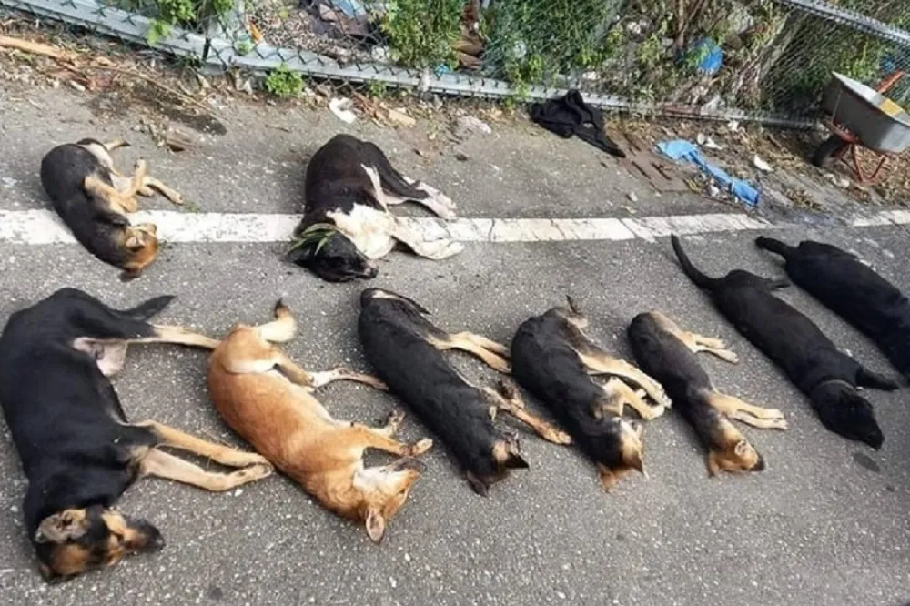 【警急緝兇】可惡！花蓮14隻狗疑遭集體毒殺　口吐白沫抽搐亡