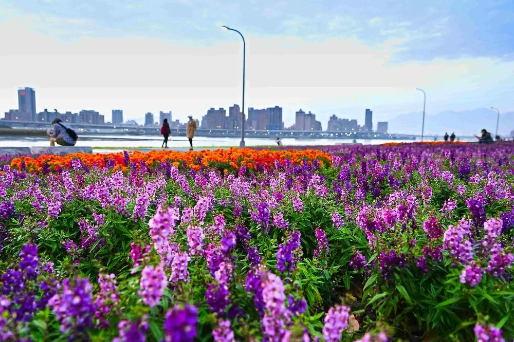 2021 台北首波河濱花海延平河濱公園絢爛登場！賞花地圖及交通方式懶人包