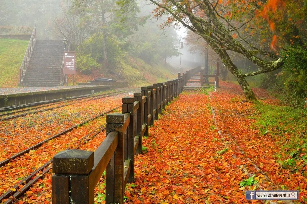 太美了！阿里山現「紅葉地毯」雨後絕景　遊客拍到捨不得離開