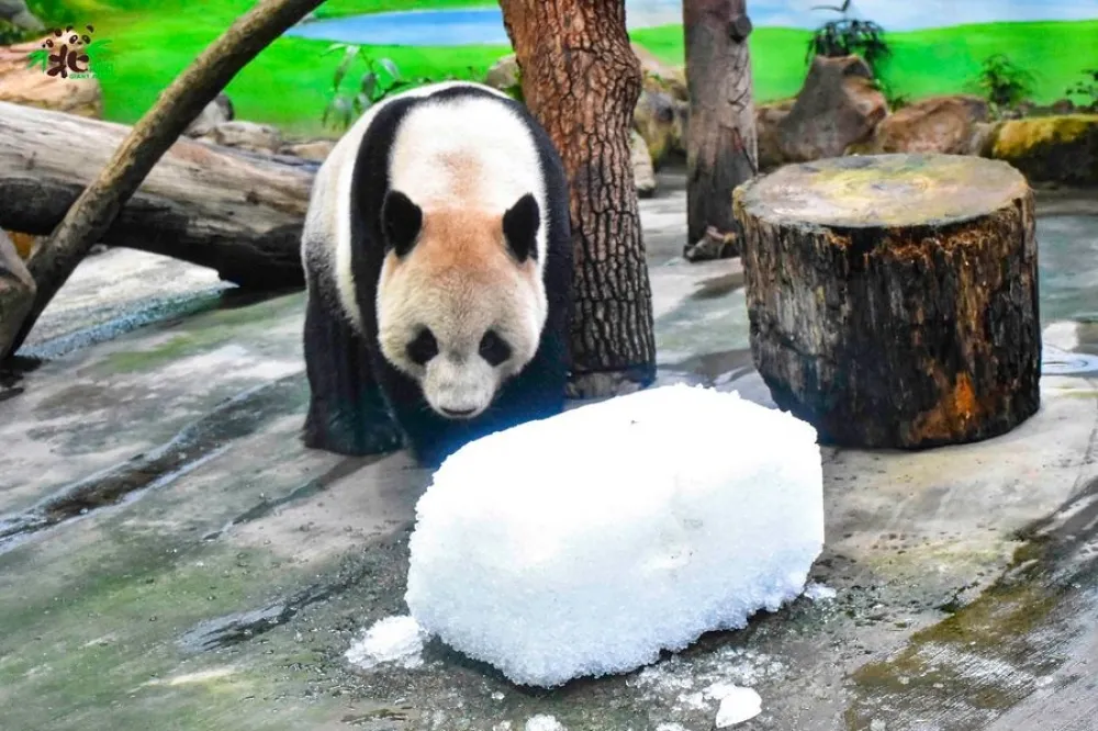 聖誕快樂！企鵝館出借碎冰磚　北市動物園熊貓家族冰上滾個過癮