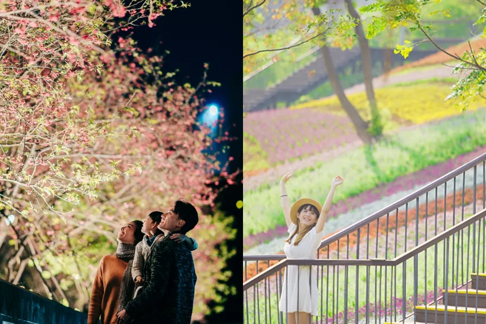 【有片】台北茶花展、樂活夜櫻季、陽明山花季等 2022 台北花季接力登場