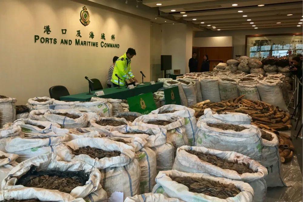 香港立法禁絕象牙貿易　販賣者最高可處10年刑期