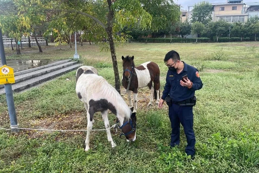 台中霧峰馬路真的有「馬」　警方舉發飼主最高罰600元