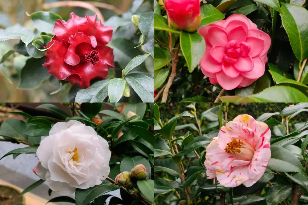 虎年紅包拓印、捐發票換花苗！2022 台北茶花展「春花百韻」 限期 10 天展出