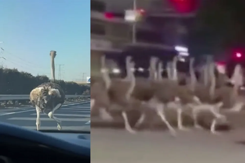 【有片】廣西上百鴕鳥街頭狂奔　還跑上高速公路嚇壞民眾
