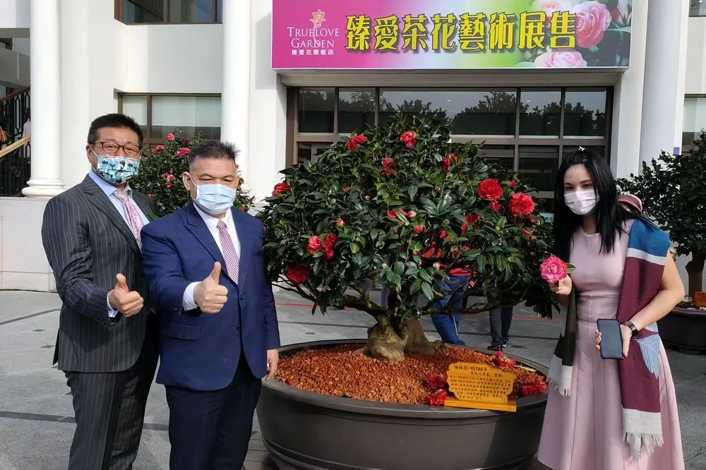 逾6百盆總值上億茶花於全國最大婚宴會館「臻愛花園飯店」登場