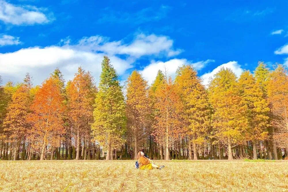 把握落羽松季尾聲！全台「落羽松秘境」10 大景點推薦