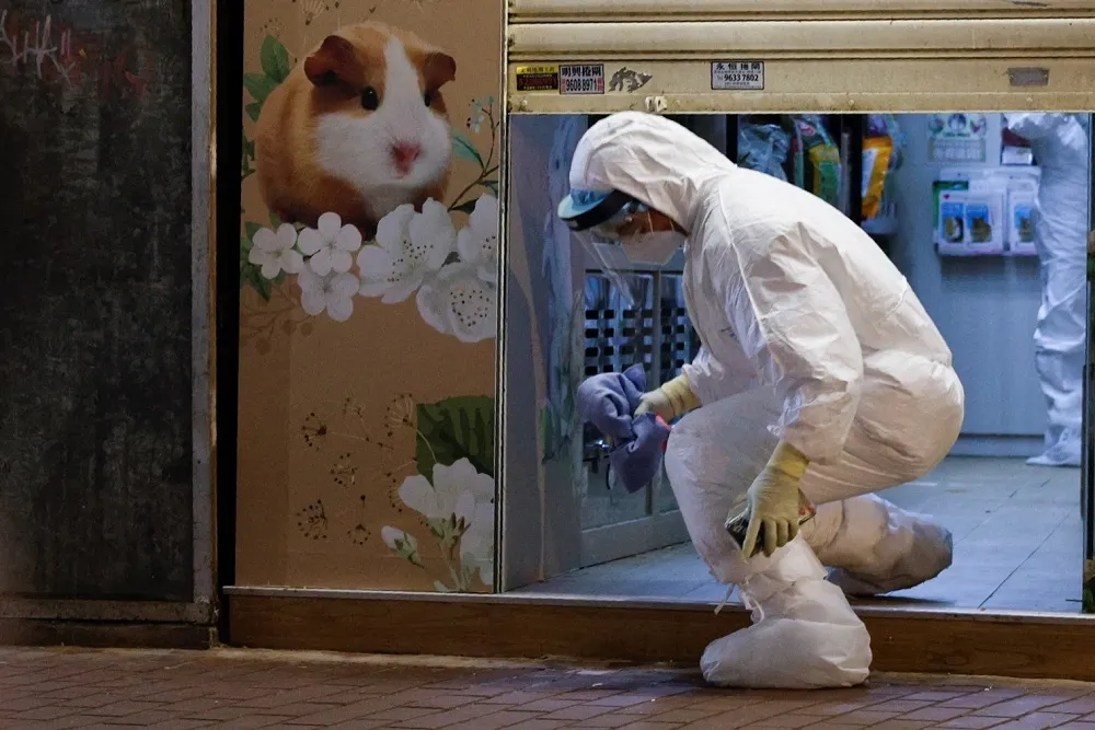 【鼠傳人疑慮】香港寵物店驗出新冠病毒　預防撲殺2000隻倉鼠