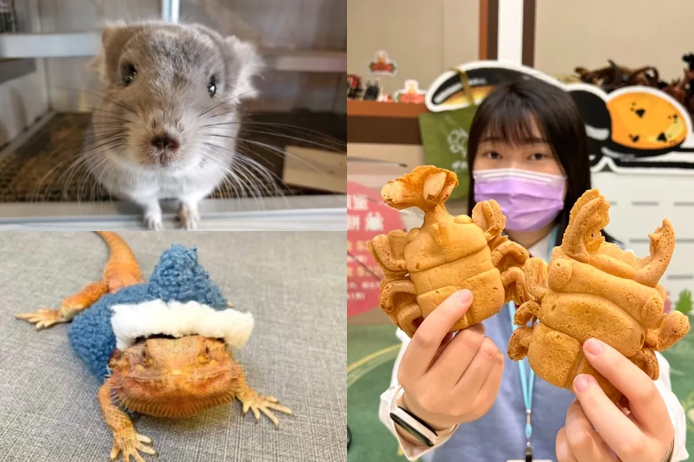 20 多種爬蟲、萌寵現身北車！上百坪「昆蟲展」免費入場　全台限定甲蟲雞蛋糕、一番賞抽鍬形蟲娃娃