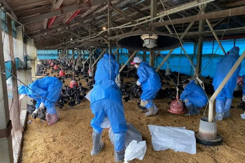 【鬧蛋荒又染疫】雲林3場養雞場確診H5N2禽流感　急撲殺逾4.3萬隻雞