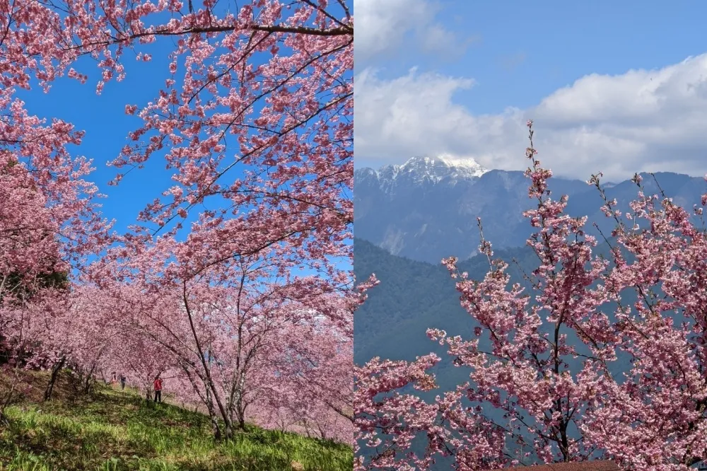 福壽山農場「粉紅櫻花海」超狂綻放！ 3 月「白色櫻花」接力亮相　限定夢幻秘境只到 4 月