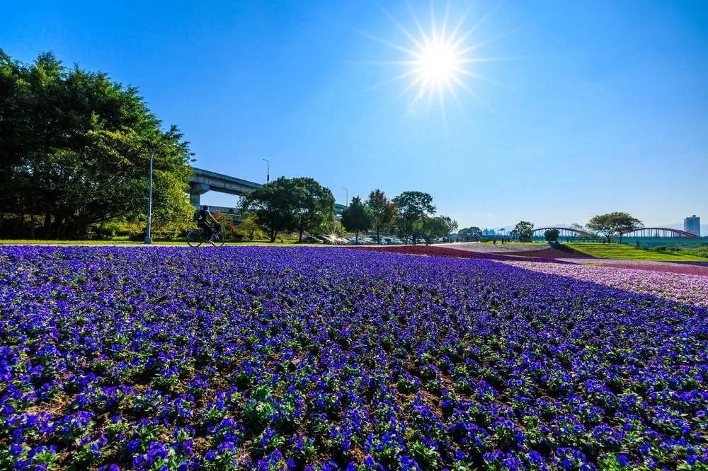 【交通資訊】三月中前為最佳賞期！古亭河濱公園花海 32 萬盆紫粉花卉搭配婚紗主題裝置超好拍　