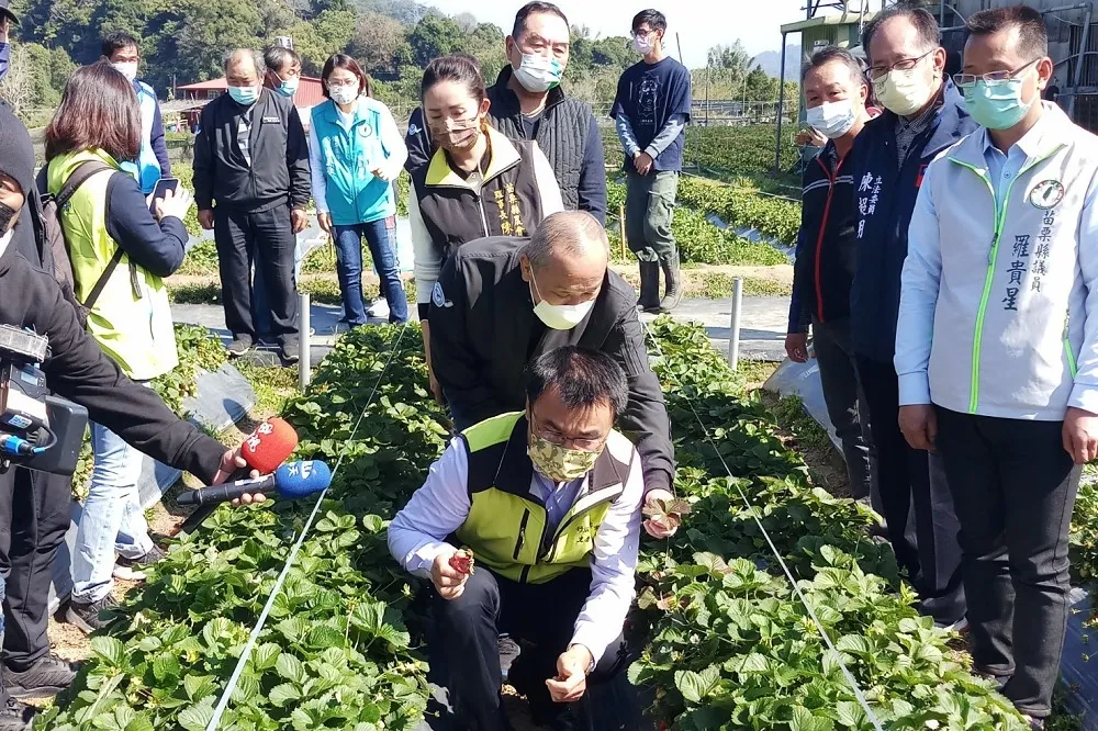 寒流+大雨農損破億　芒果、草莓、高接梨情況最慘　