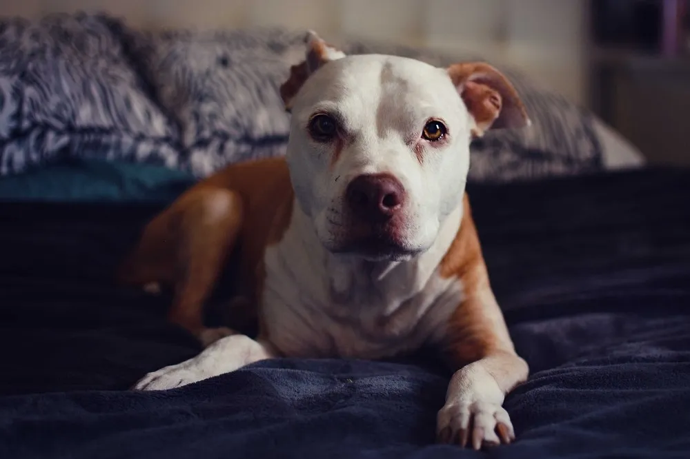 飼主盡快登記！比特犬今起禁飼養繁殖　違者最高罰25萬