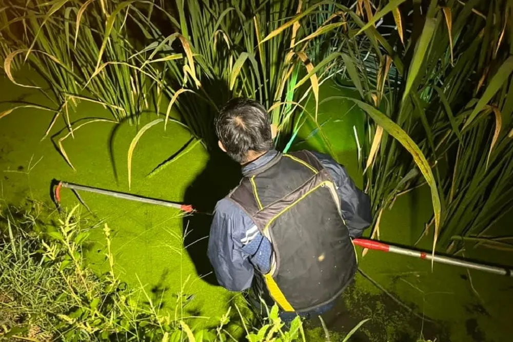 抓不到！筊白筍田內鱷魚四處逃竄　農民：收成反而變好了