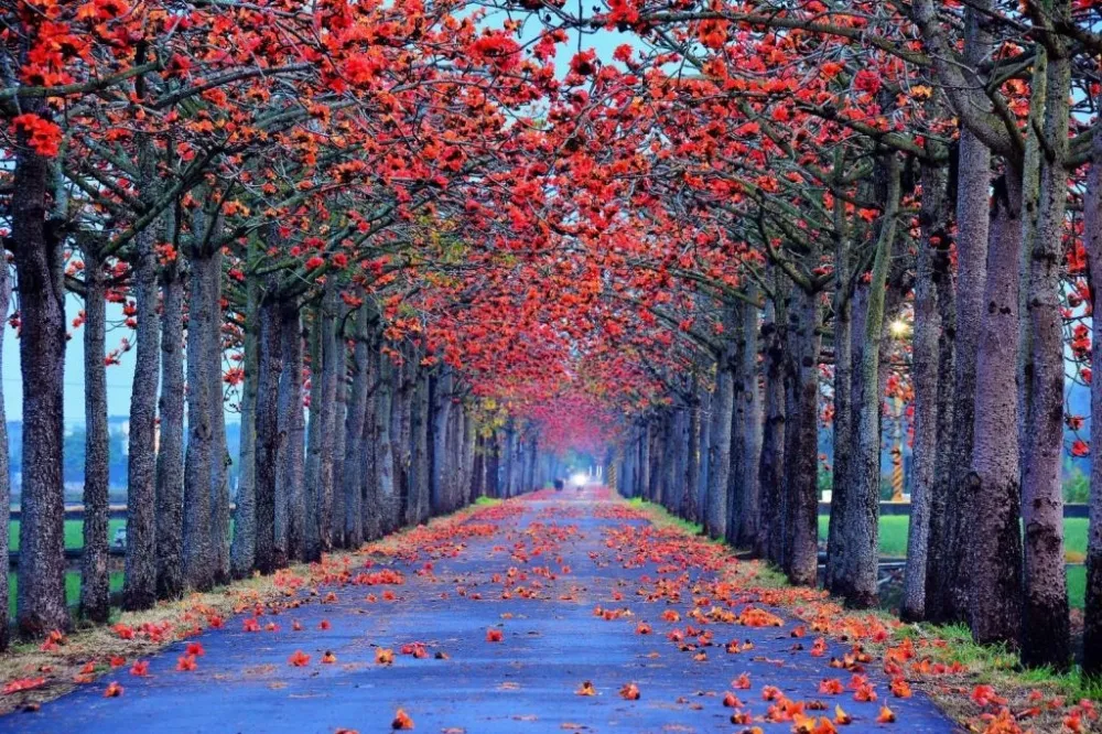 2022 台南白河木棉花季絕美登場！「全球最美花道」開滿橘紅花朵　時間、交通資訊懶人包 