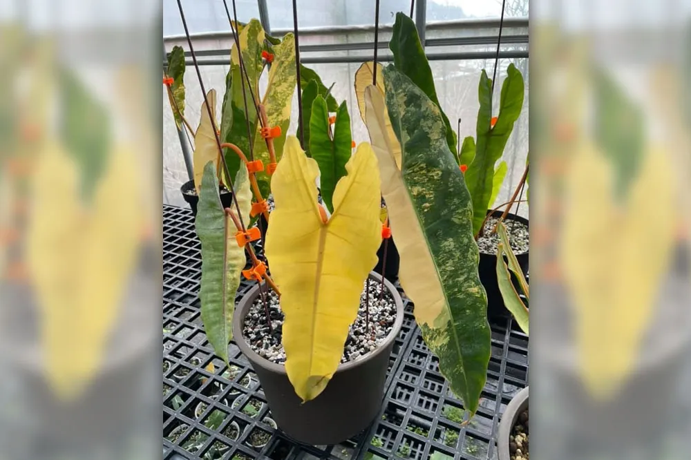 1片葉8萬！65萬「植物界愛馬仕」擺2天被幹走　識貨賊下場慘