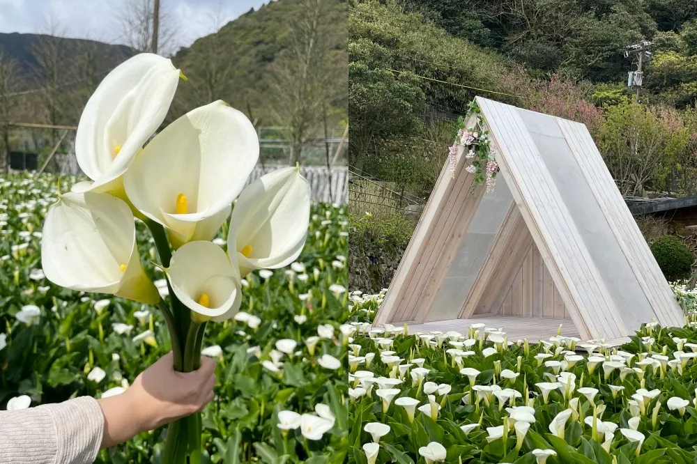 【有片】2022竹子湖海芋季時間、交通、海芋園懶人包！3/18 起浪漫登場　最夢幻海芋花海這裡拍