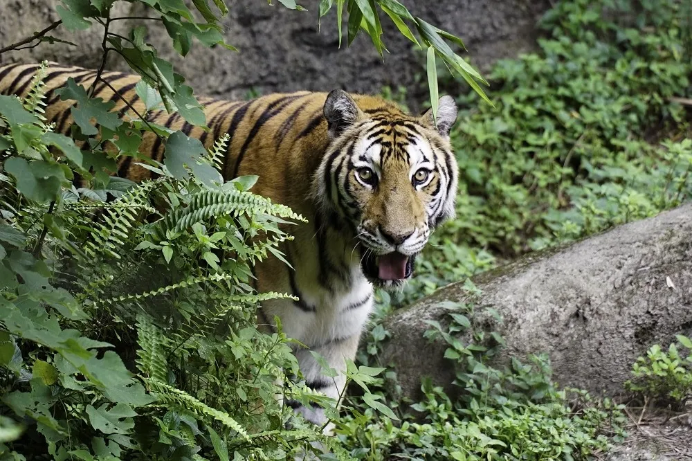 台灣開戰怎辦？北市動物園曝「出逃順序」　無法複製基輔作法