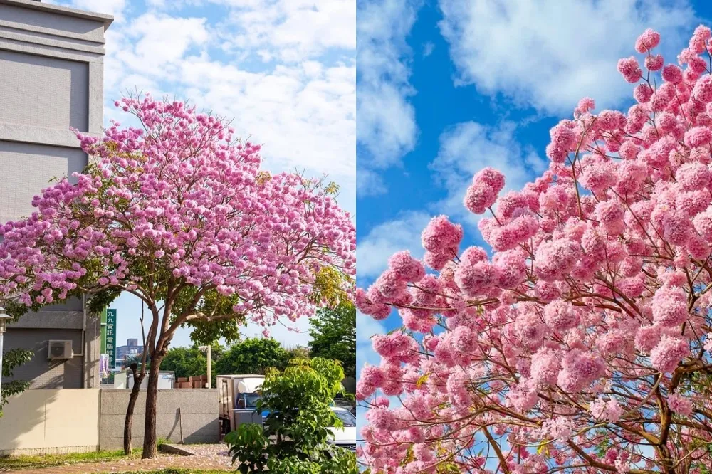 洋紅風鈴木 10 大景點懶人包！台南水交社、大光國小「粉紅棉花糖」綻放　夢幻春景中南部限定