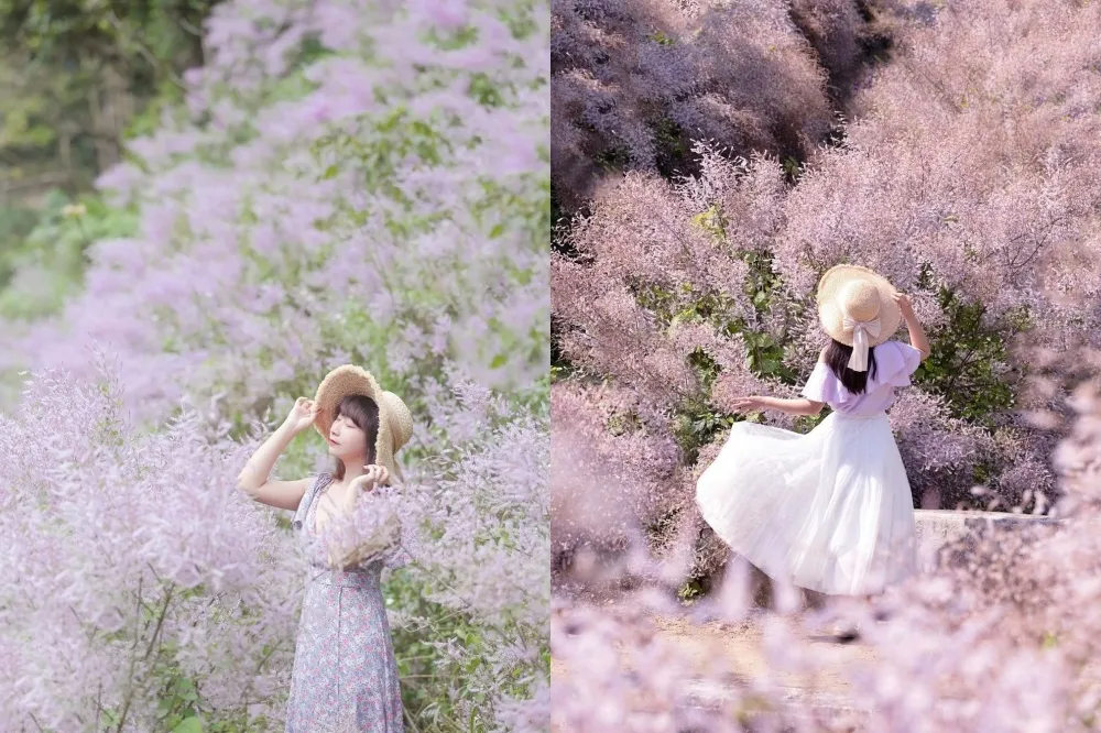 【雲林景點】麝香木浪漫綻放中！超夢幻「粉紫色花海」期間限定　時間、交通資訊一次看