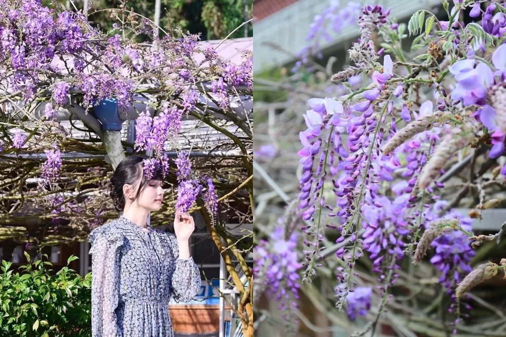 【2022 嘉義瑞里紫藤花季】時間、交通、賞花點懶人包！仙氣紫色花海限定 1 個月　必訪台版小嵐山「綠色隧道」