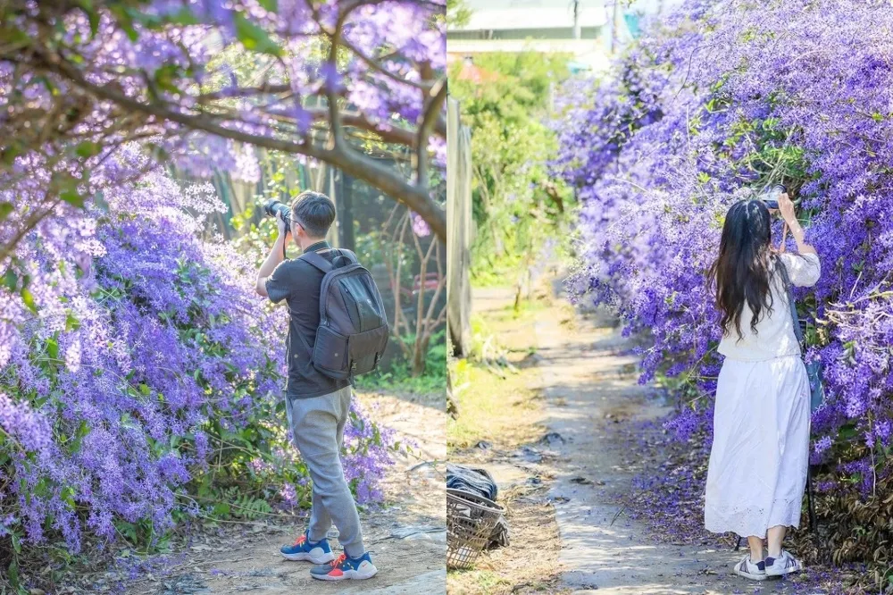【南投景點】錫葉藤隧道免費拍！「六七一茶花園」紫色花瀑捲土重來　花期美至 3 月下旬