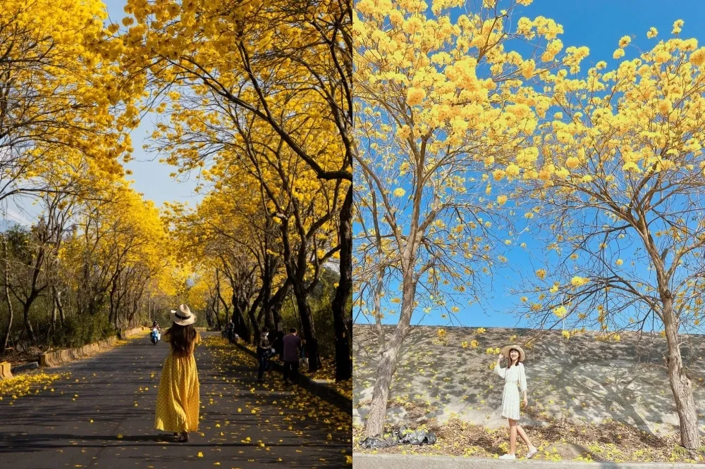 黃花風鈴木 10 大景點推薦！南投福岡路「粉黃雙色花海」全台唯一　嘉義陳井寮3公里黃金大道絕美必拍