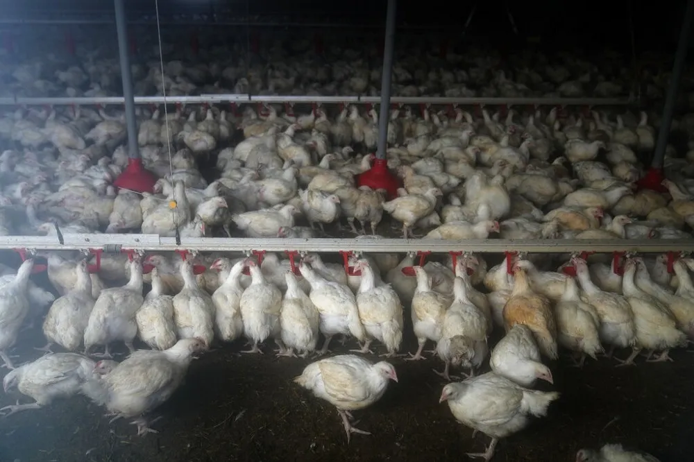 【致死率達60%】美國17州養殖場驗出H5N1病毒　專家：禽流感難傳人類