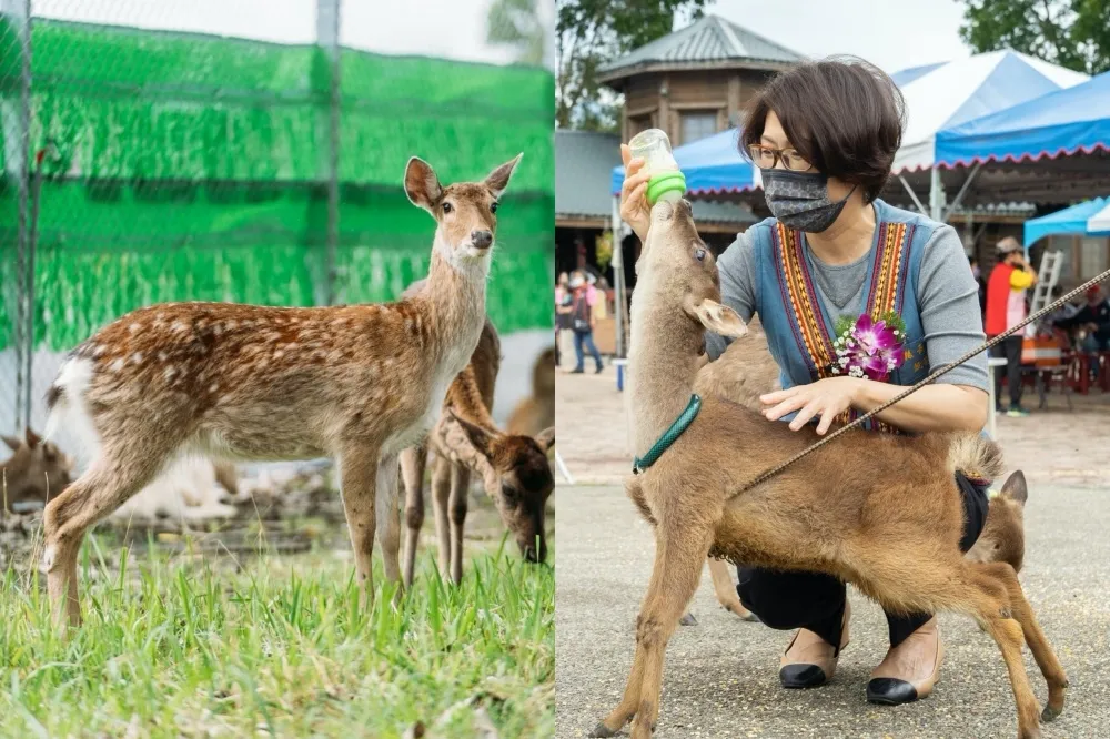 【台東景點】鹿野梅花鹿公園正式開幕！餵小鹿喝奶超療癒　入園門票、登場動物資訊整理
