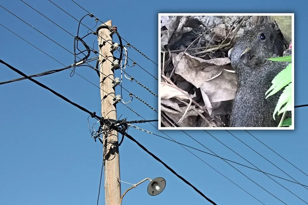 【更新】高雄小港1910戶停電兇手抓到了　台電：松鼠碰高壓線惹禍