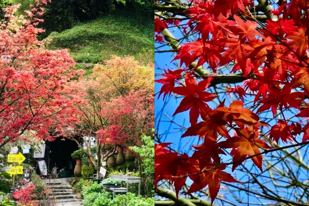 2022 陽明山「台北奧萬大」楓葉紅了！5 大賞楓景點快打卡　限定紅色美景這裡免費拍
