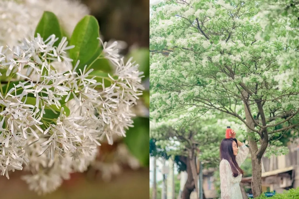 2022 全台 10 處「流蘇花」免費景點推薦！台北二二八公園「流蘇王」霸氣盛開　四月雪紛飛美景期間限定
