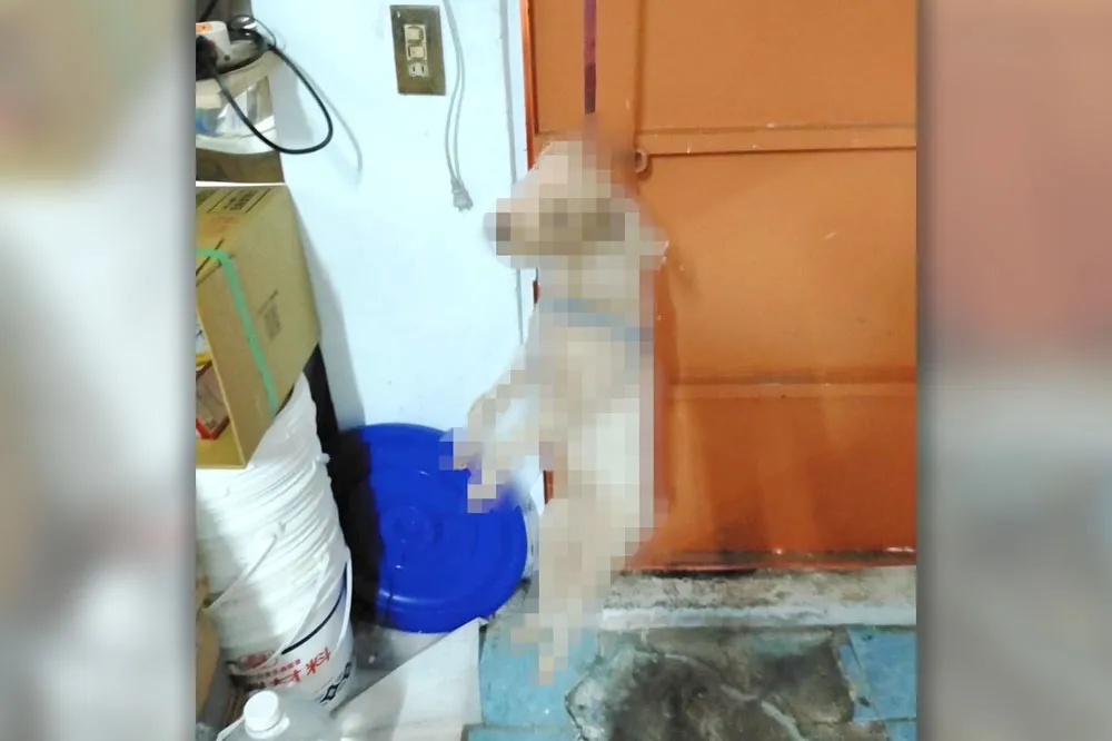 悚！恐怖情人不爽女友出門打麻將　竟吊死紅貴賓「嚇嚇她」