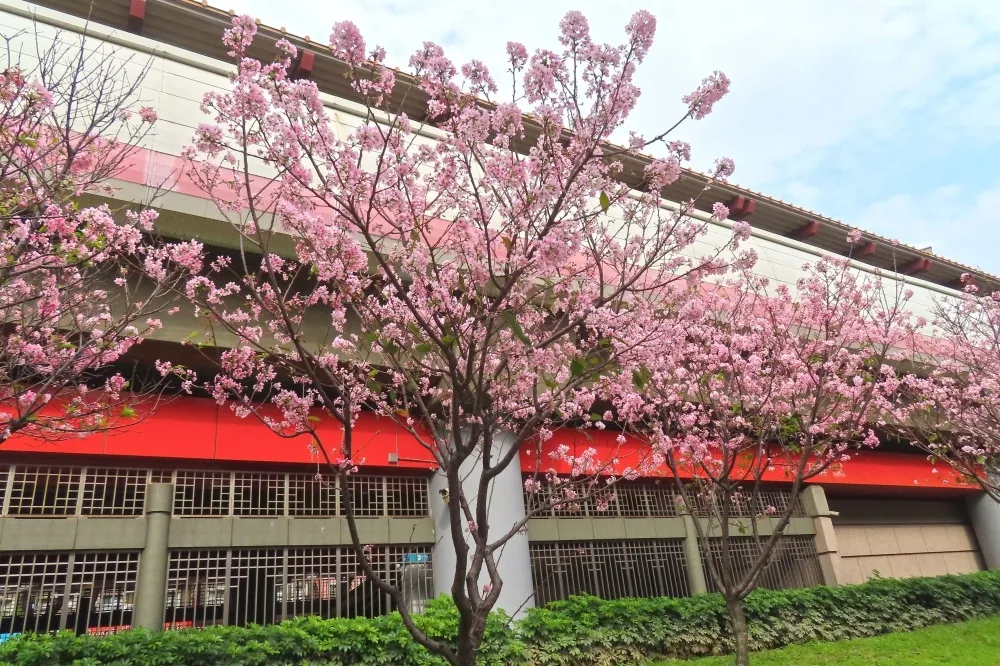 春末賞櫻最後倒數！北投捷運沿線「夢幻粉紅秘境」　富士櫻滿開超好拍