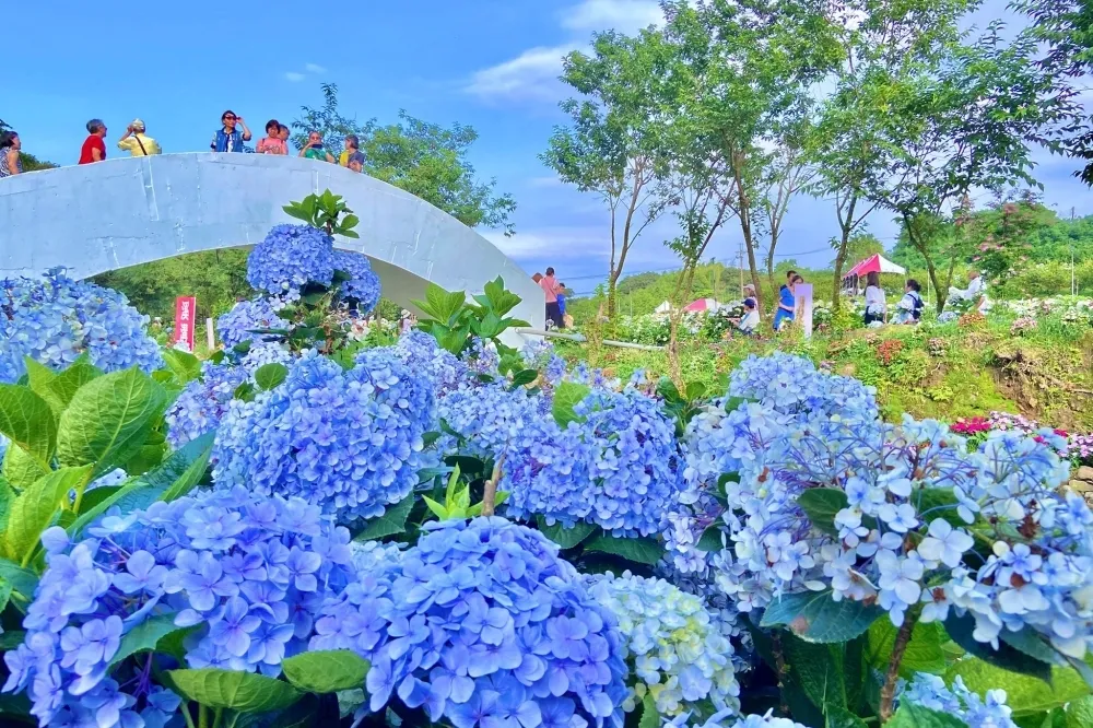2022 高家繡球花田開幕時間確定！8000 坪第三園區「繡球花海」搶先開放　花期、門票、交通資訊整理