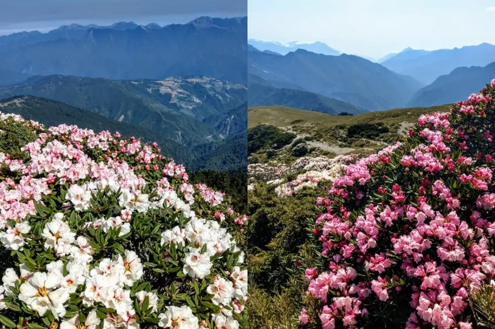 【2022 合歡山杜鵑花季】時間、交通管制懶人包！高山杜鵑鮮豔綻放　賞花還能挑戰入門台灣百岳