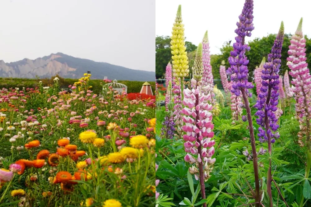 紫色鼠尾草、五彩魯冰花海登場！台中中社花市百花齊放　睡蓮、向日葵搶先盛開