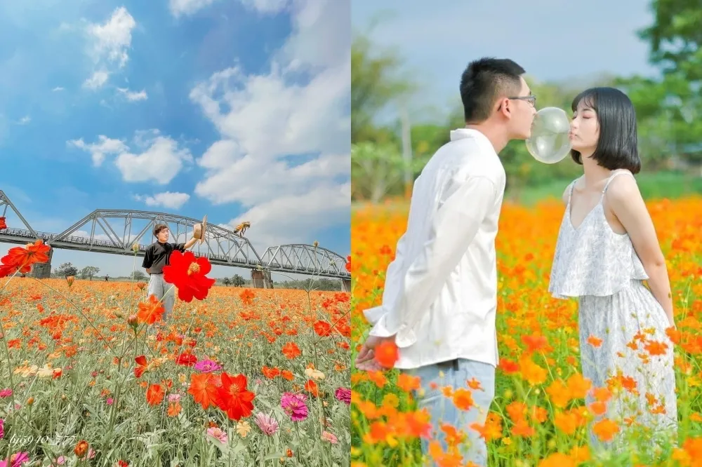【屏東賞花景點】橘黃色「波斯菊花海」期間限定免費拍　藍天火車鐵道連成美景超日系
