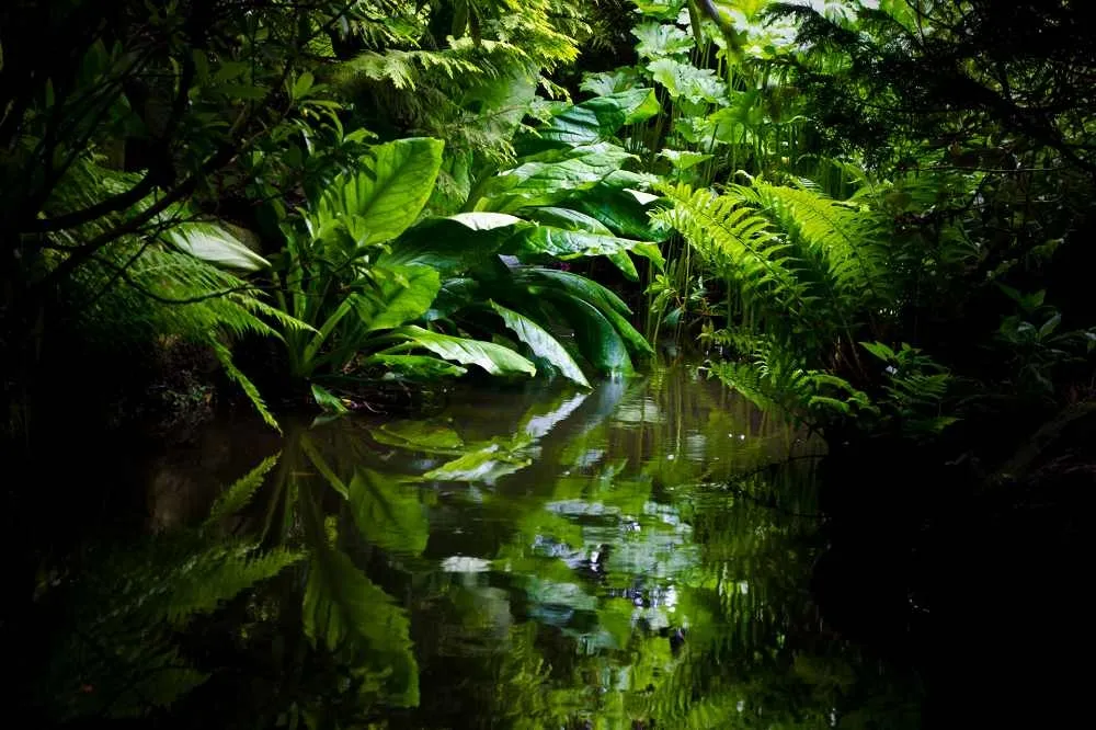 來自叢林的馬鈴薯、水稻、香蕉帶來工業革命和帝國擴張　殖民與奴隸伴隨熱帶作物而來