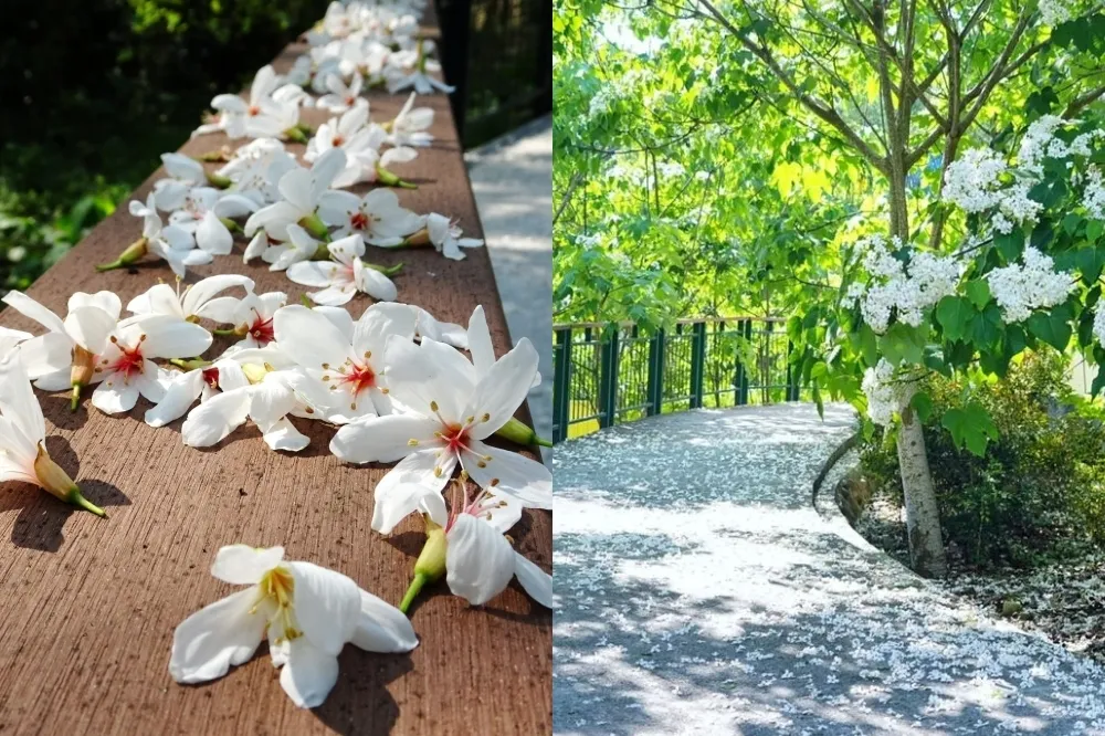 【2022 桐花景點】雲林「荷苞山桐花公園」五月雪來了！白色花毯步道免費拍　花期、交通資訊整理