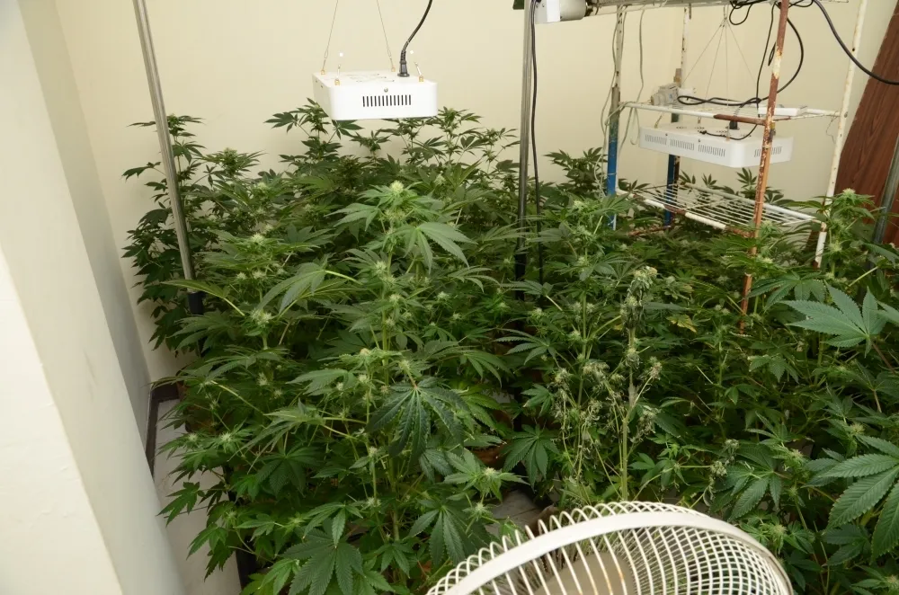 【立法三讀通過】種大麻最少關5年違憲　自用最低刑責降至1年