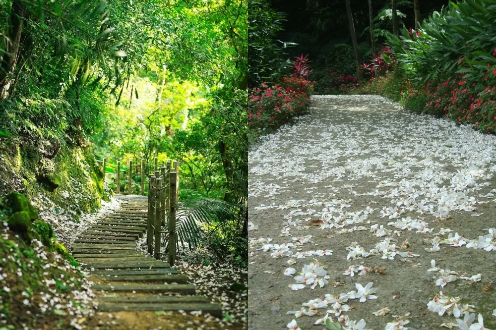 【2022 油桐花】新北 8 大賞桐景點推薦！免費看五月雪紛飛　還能逛老街、看螢火蟲